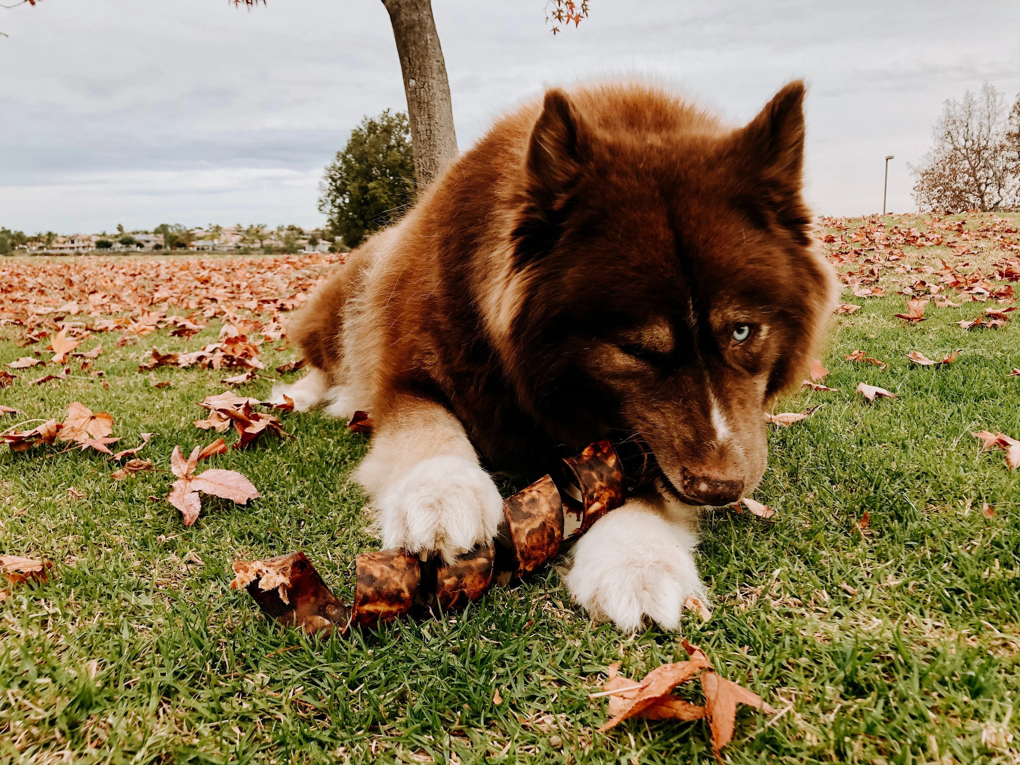 Redbarn Jumbo Twister Natural Dog Chew